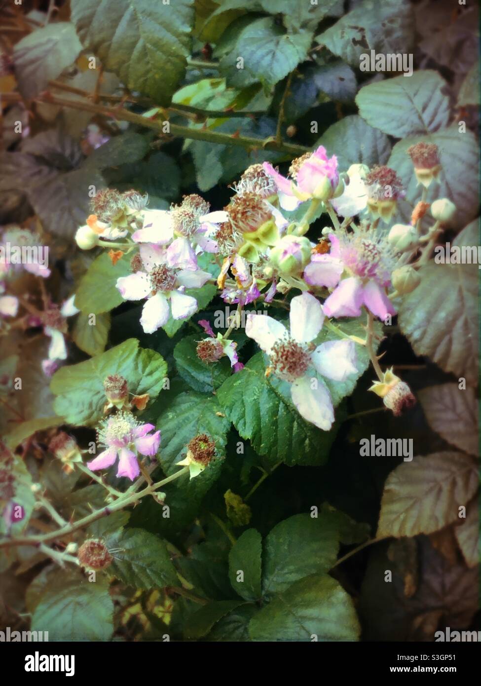 Fiori di una pianta di mora (Rubus fruticosus) Foto Stock