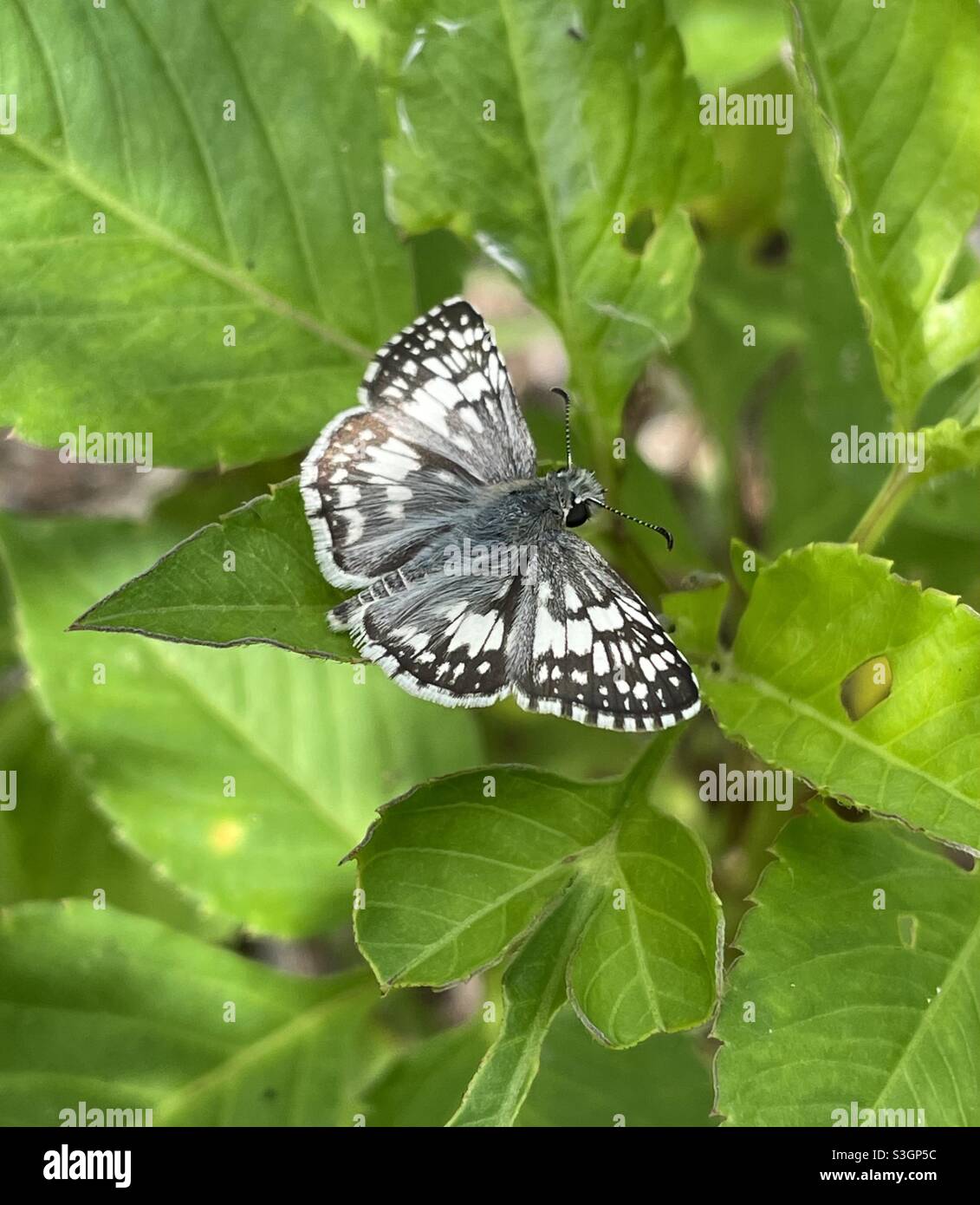 Farfalla bianca dello skipper a scacchi - Immagine stock catturata con smartphone