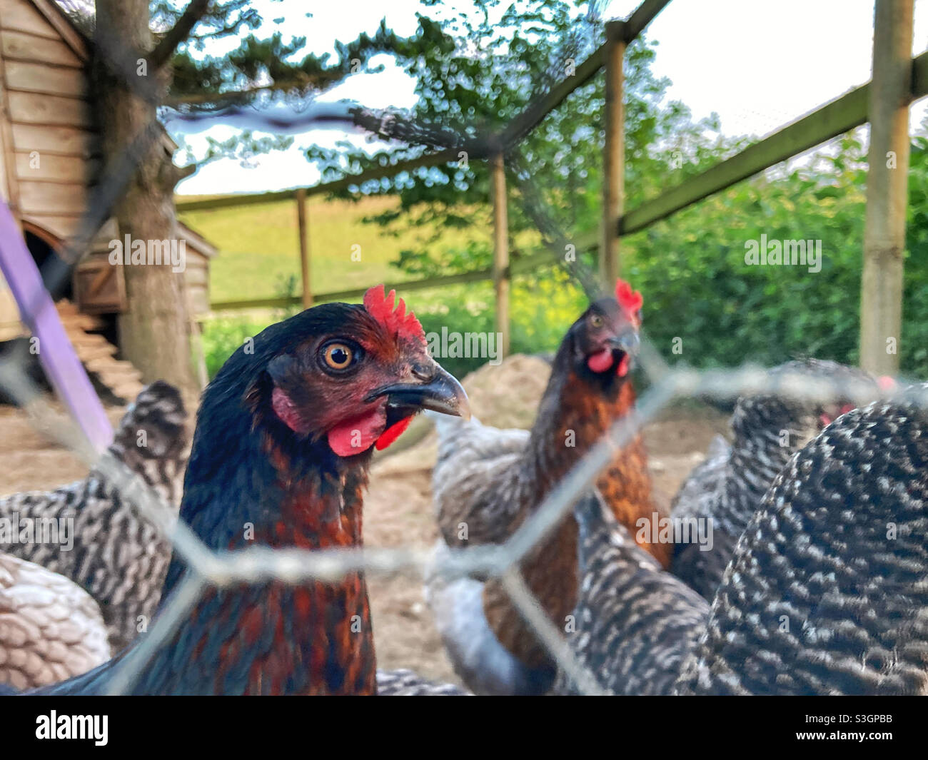 Polli attraverso una recinzione di filo Foto Stock