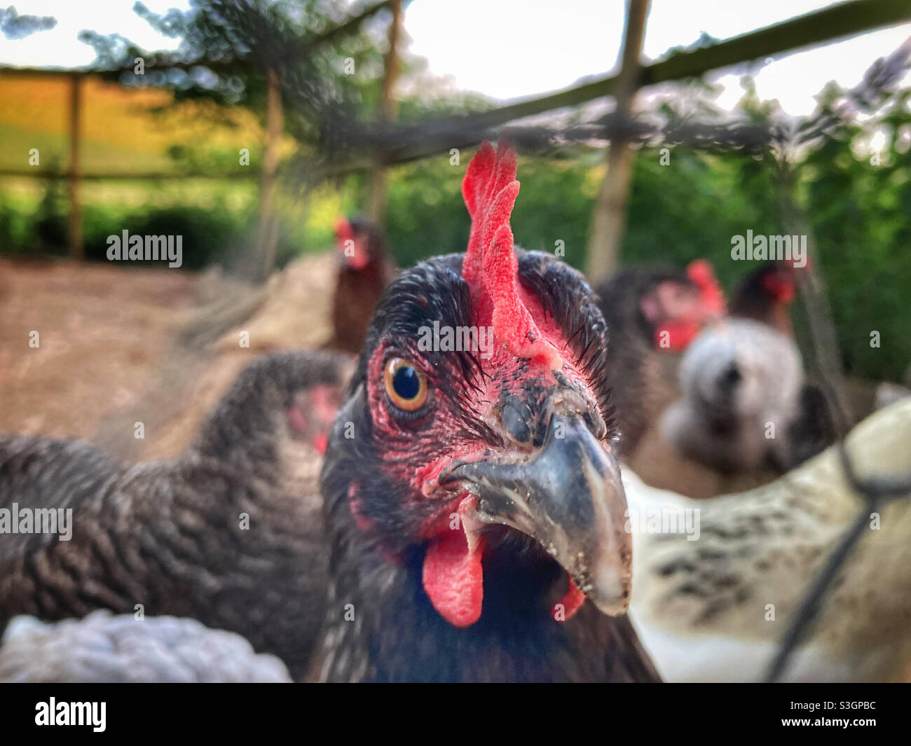 Polli attraverso una recinzione di filo Foto Stock