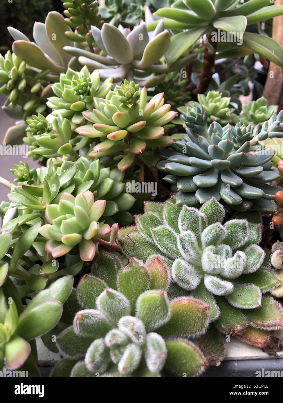 Gruppo di specie variabili di succulenti che crescono insieme Foto Stock