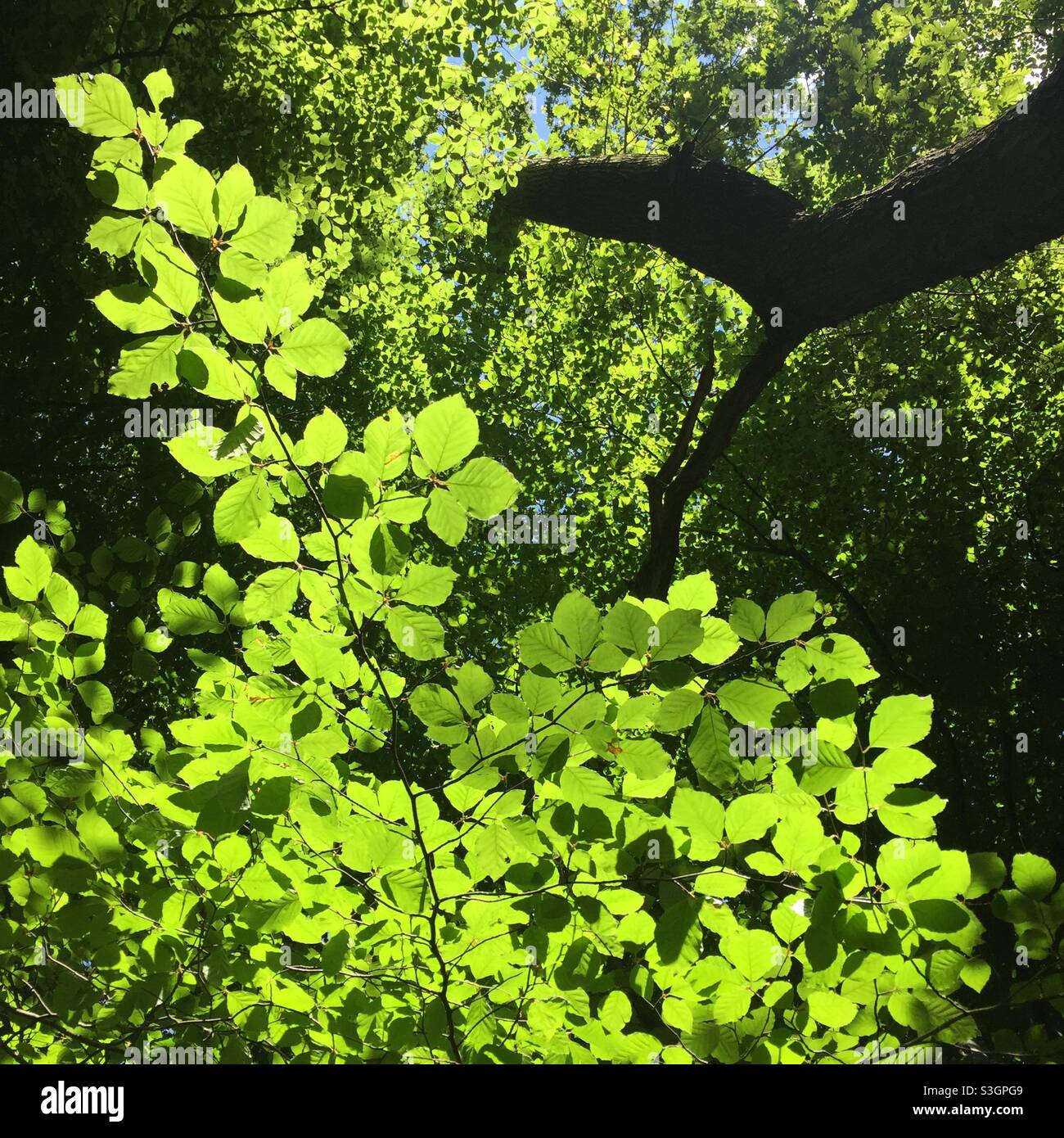Luce estiva - Immagine stock catturata con smartphone