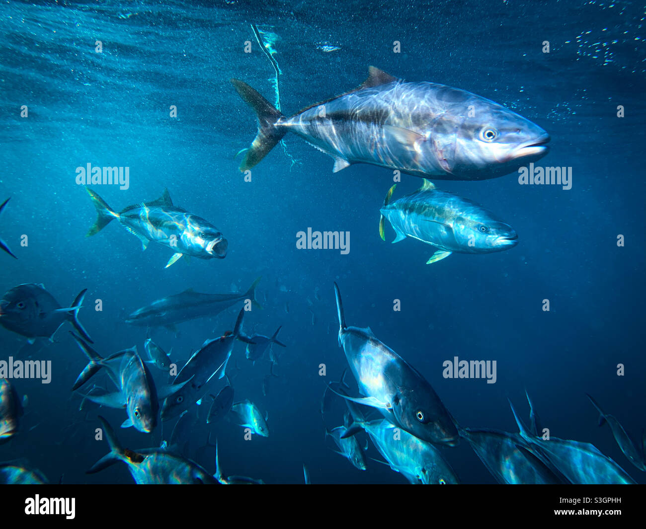 Immagine subacquea del pesce regale a coda gialla Seriola lalandi e argento Tremasine Pseudocaranx georgianus nuotare insieme Foto Stock