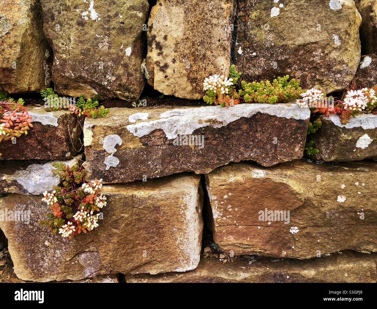 Piante che colonizzano un muro di pietra arenaria - Immagine stock catturata con smartphone