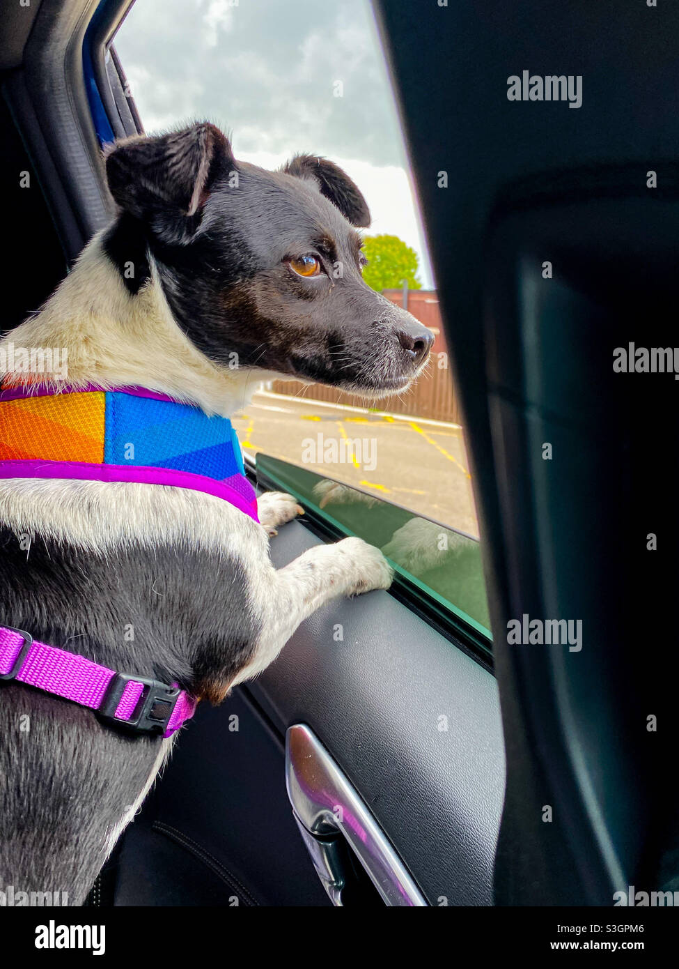 Jack Russell cross dog guarda fuori dal finestrino di un'auto parcheggiata. Una foto di un telefono cellulare con post-elaborazione di un telefono o di un tablet. Foto Stock