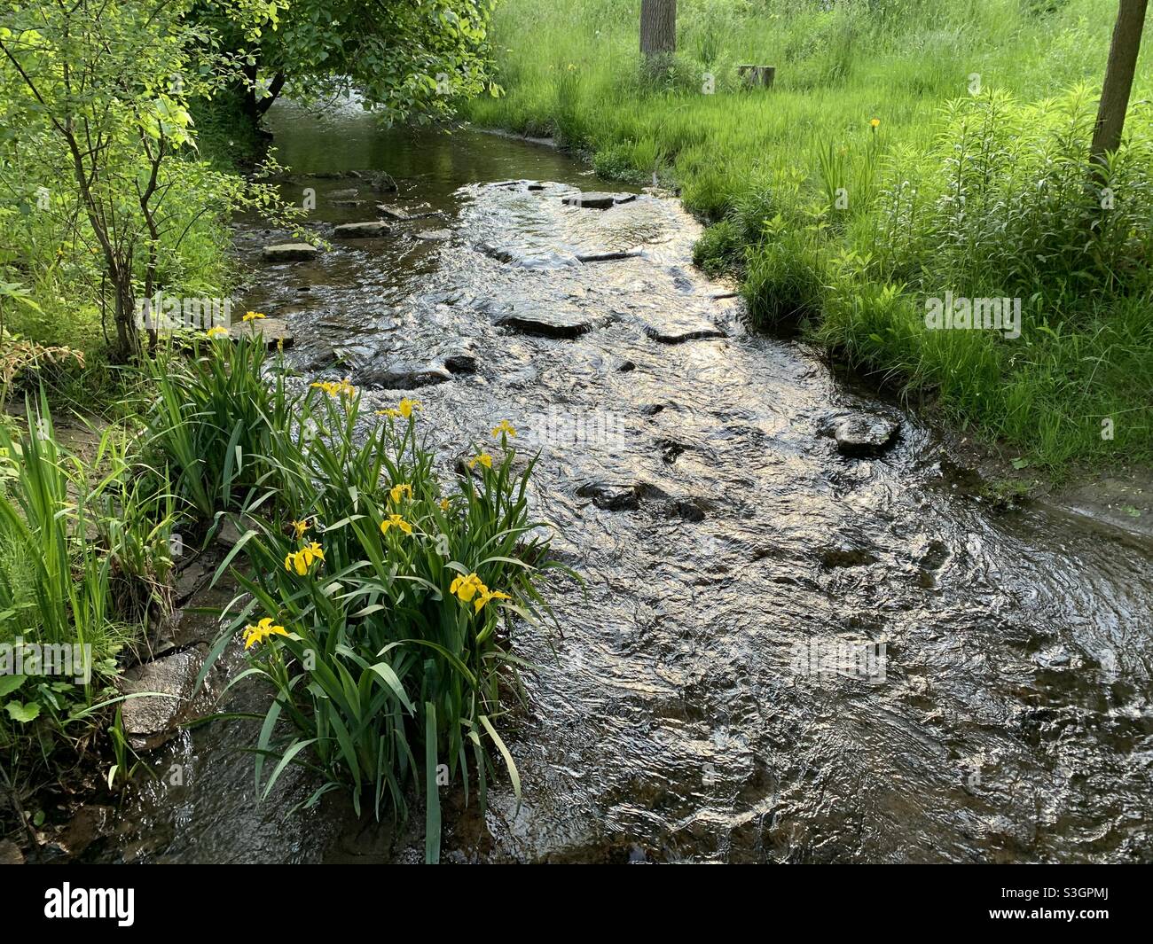 Fiori che crescono da un ruscello, in tarda primavera in prima serata Foto Stock