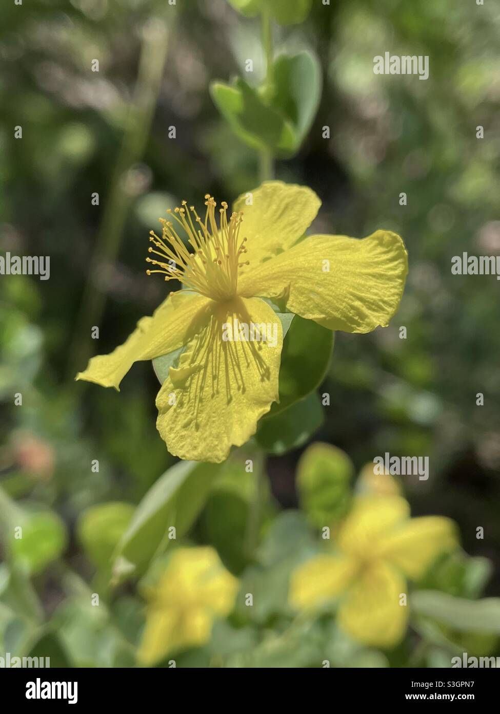 Fiori selvatici gialli nella foresta Foto Stock