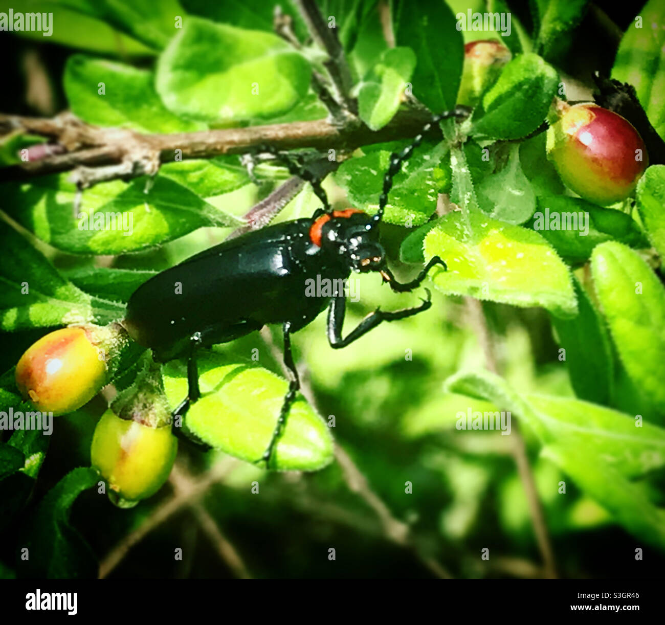 Un insetto nero perches su una foglia verde in Messico Foto Stock