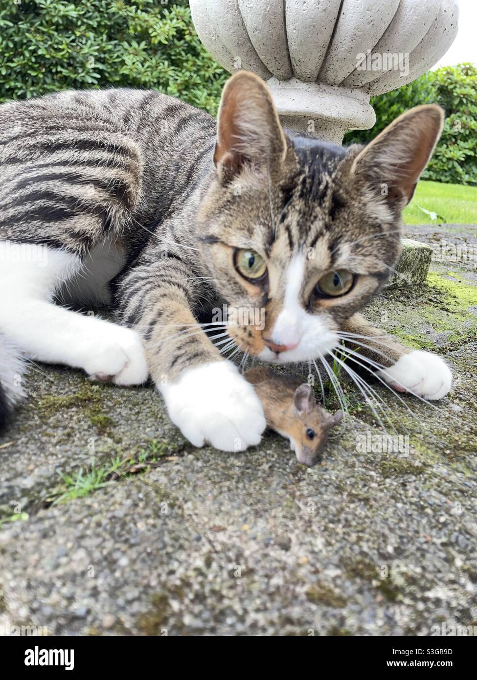 Gatto e mouse. - Immagine stock catturata con smartphone
