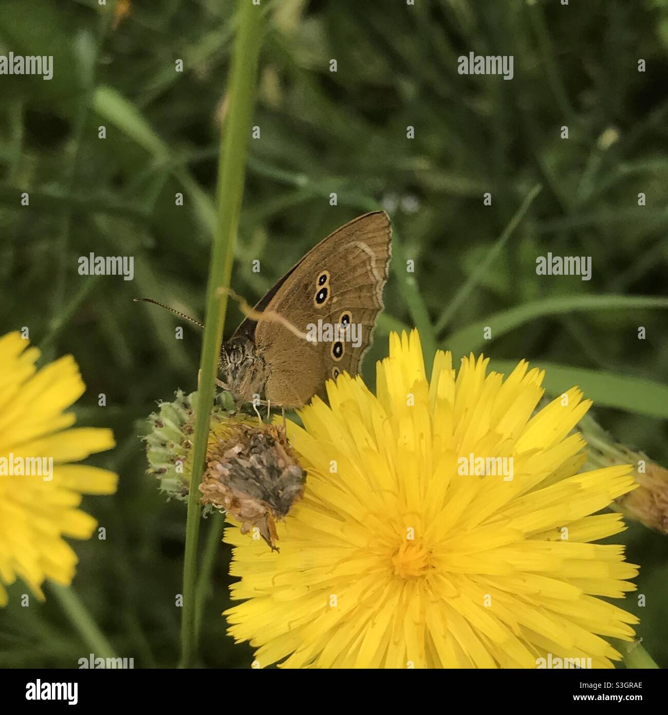 Ringlet Butterfly riposante su un dente di leone con le ali chiuse che mostrano i punti Foto Stock