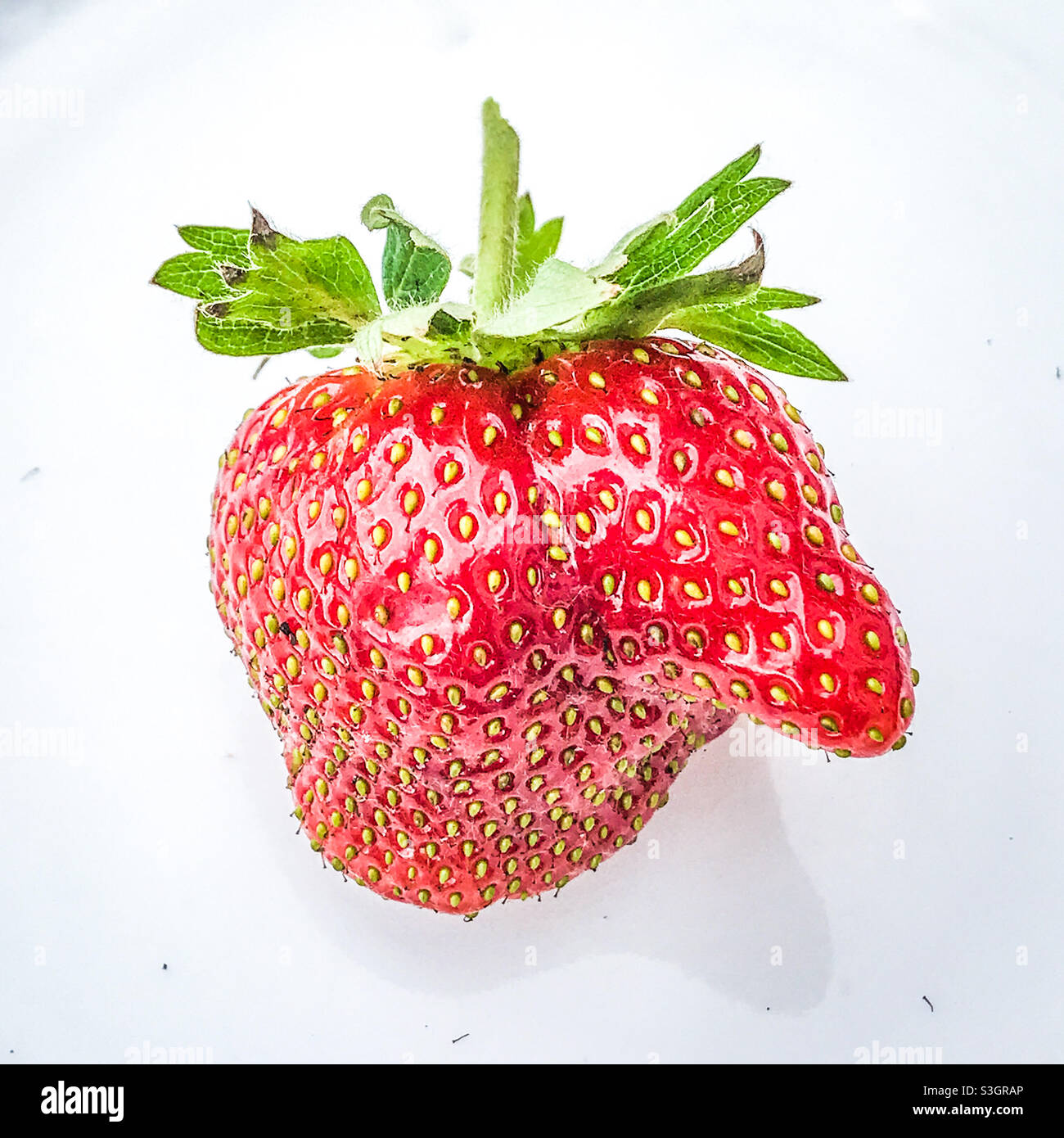 Una mirabile fragola al naso - Immagine stock catturata con smartphone