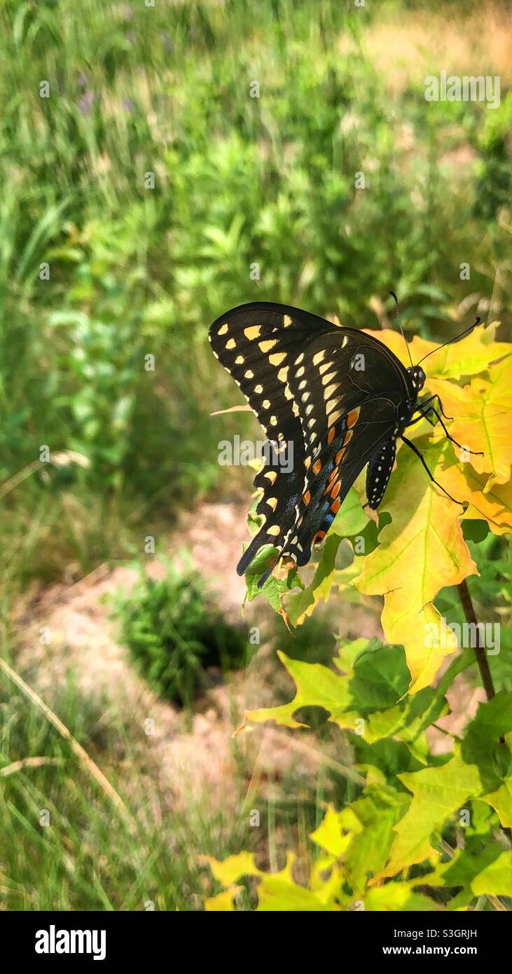 Una bella farfalla nera e gialla con ali chiuse appoggiate su una foglia verde. - Immagine stock catturata con smartphone