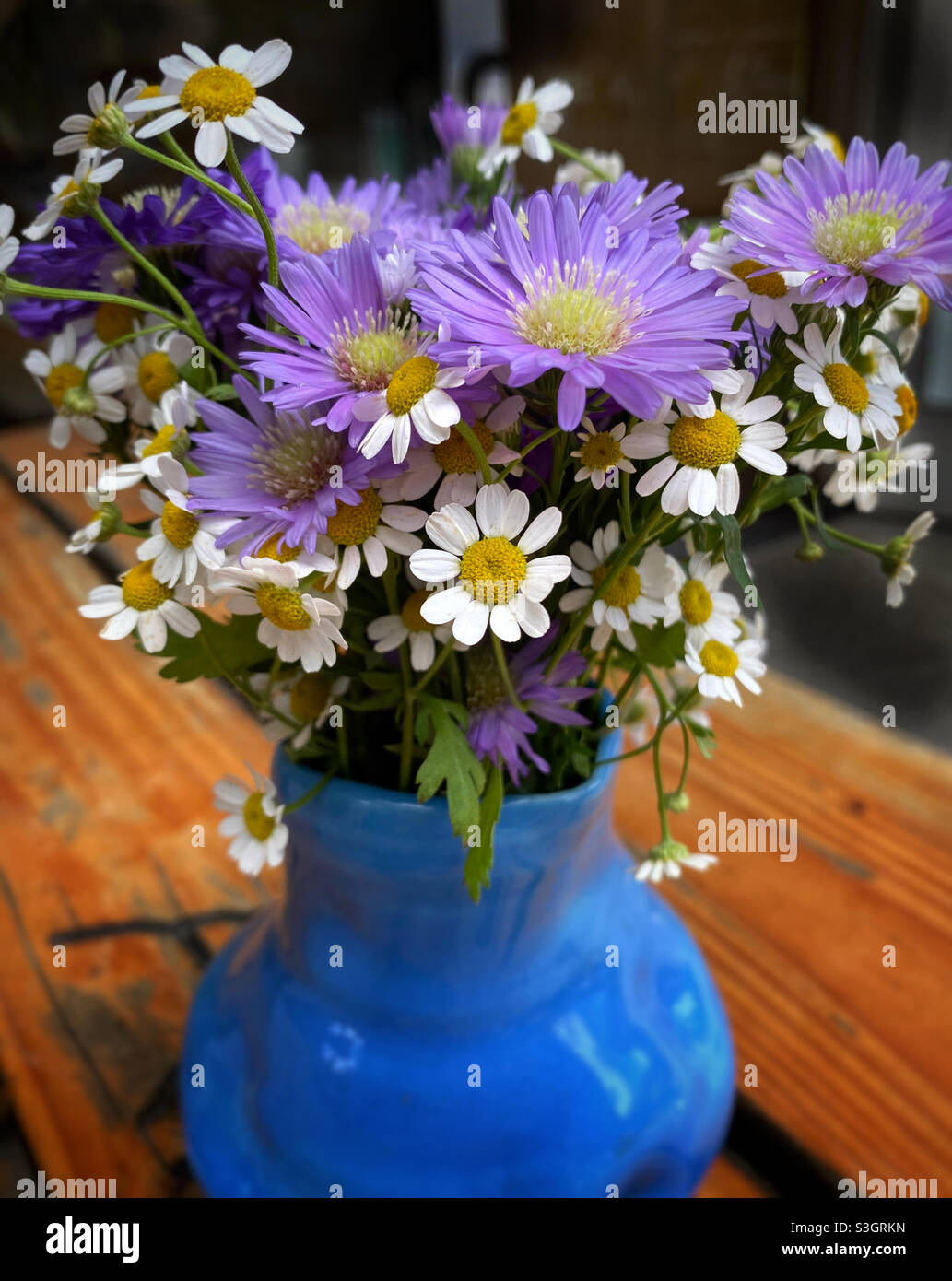 Margherite e cerotti viola in un vaso di ceramica blu Foto Stock