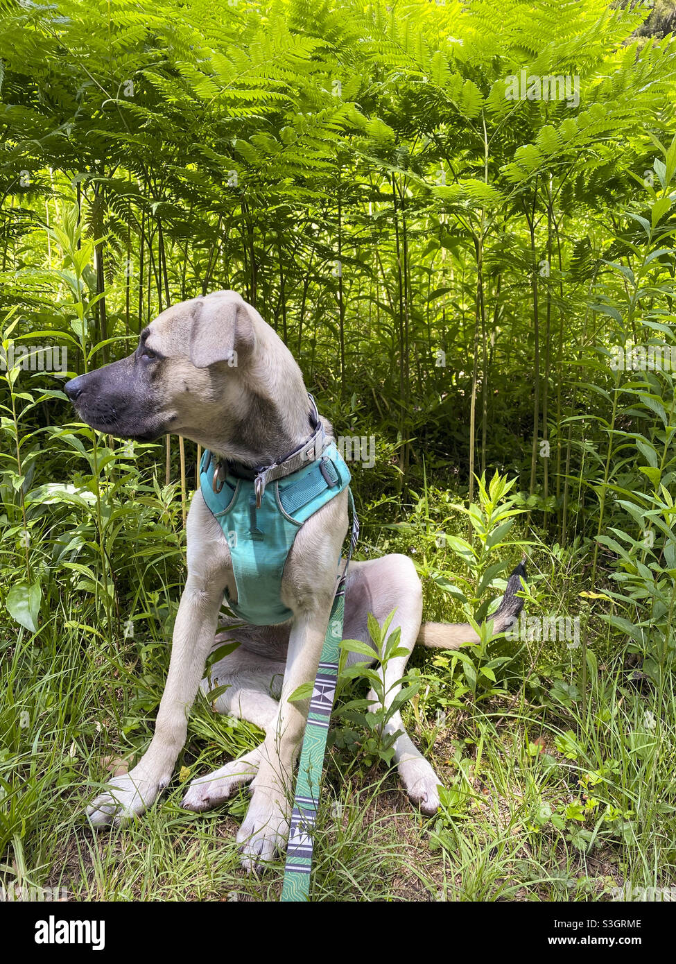 Un cucciolo si trova tra felci nella foresta. Foto Stock
