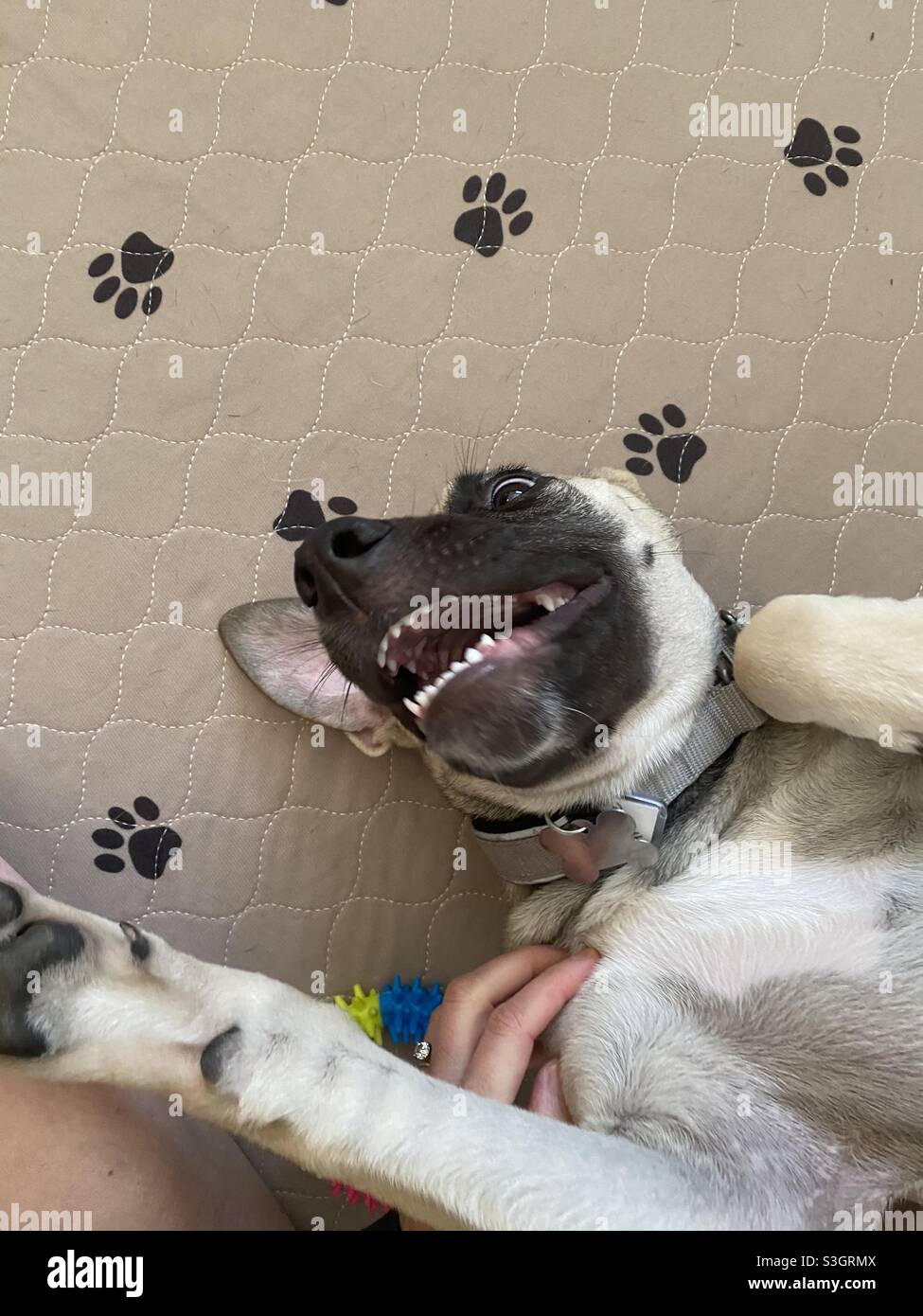 Divertente cucciolo faccia. - Immagine stock catturata con smartphone