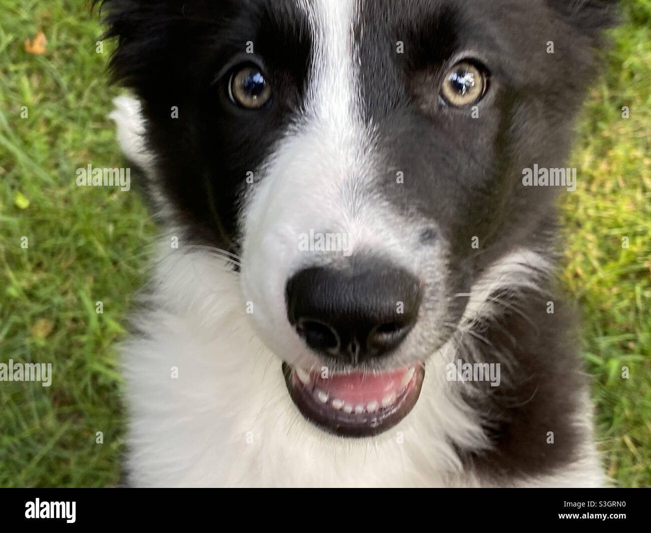 Closeup cucciolo di Border Collie Foto Stock