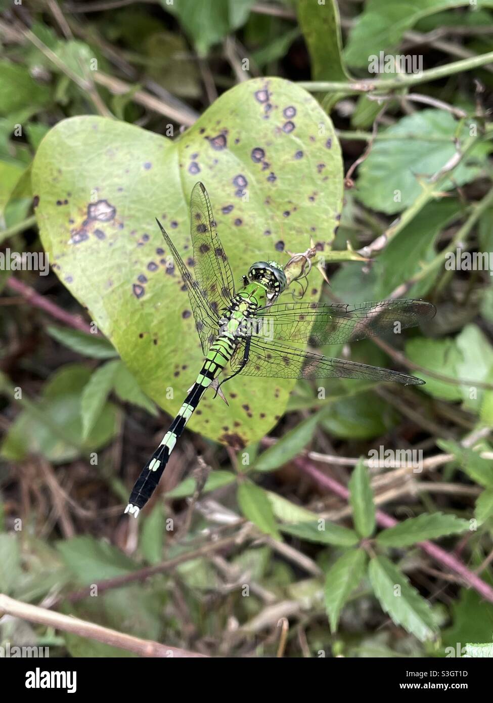 Dragonfly darter verde su una foglia a forma di cuore Foto Stock