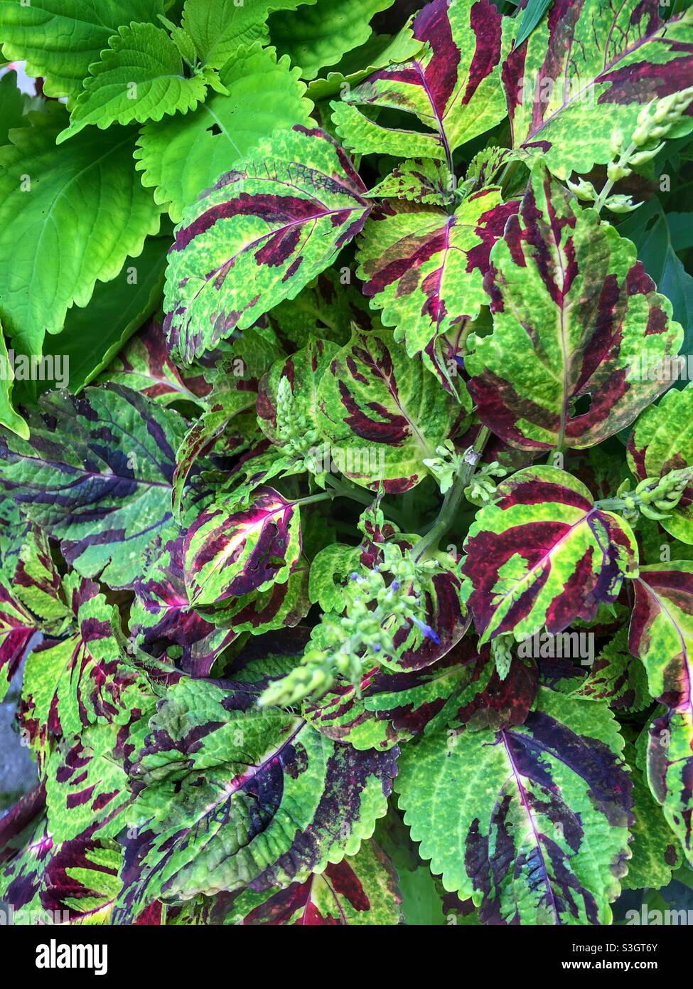 Una pianta con foglie verdi e rosse Foto stock - Alamy