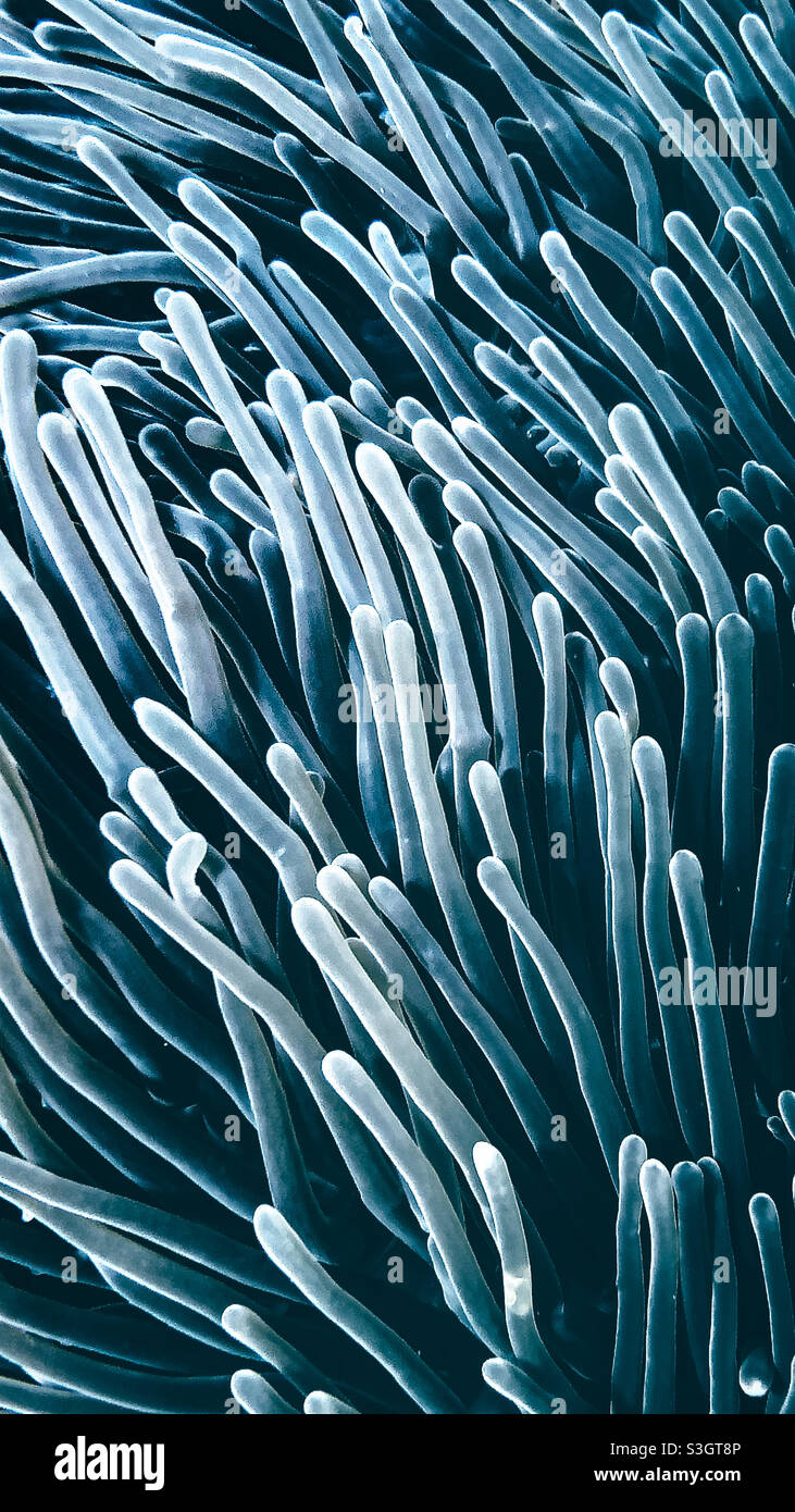 Blue Anemone primo piano sfondo nemo Foto Stock