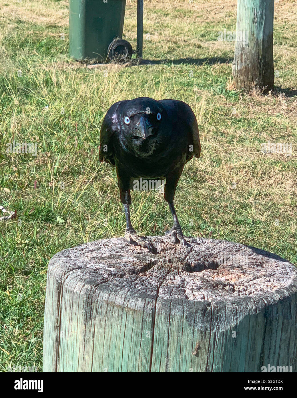 La piercing quasi ipnotica stare di un colore nero lucido lucido lucido brillante australiano Raven o Crow - Immagine stock catturata con smartphone