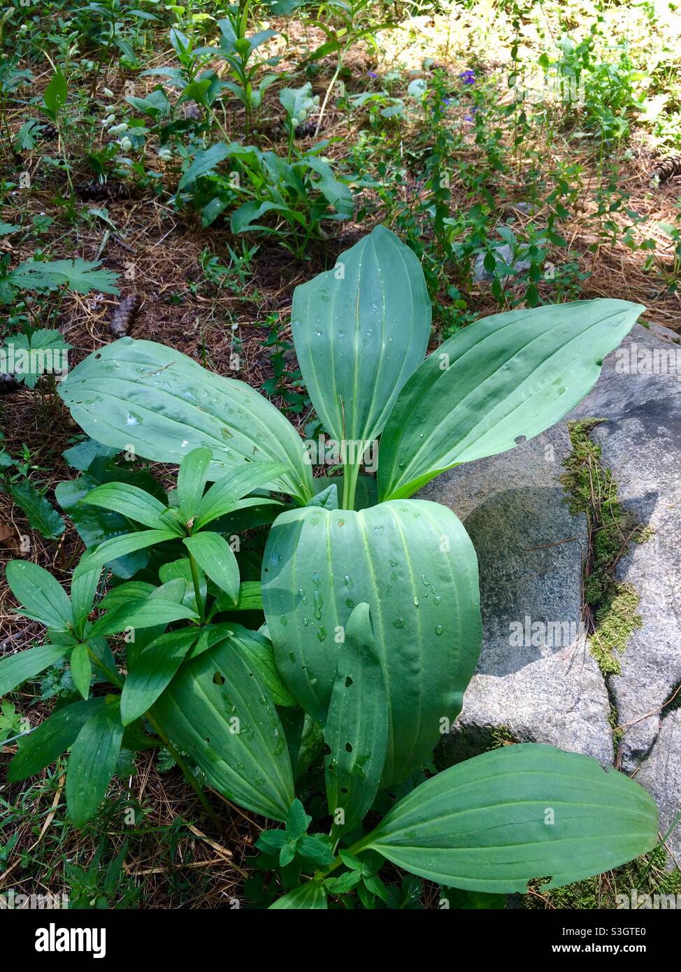 Gentiana lutea o grandi foglie genziane gialle che crescono in habitat naturale, Riserva Naturale di Rila e Parco Nazionale, montagna di Rila, Bulgaria, Balcani, Europa Foto Stock