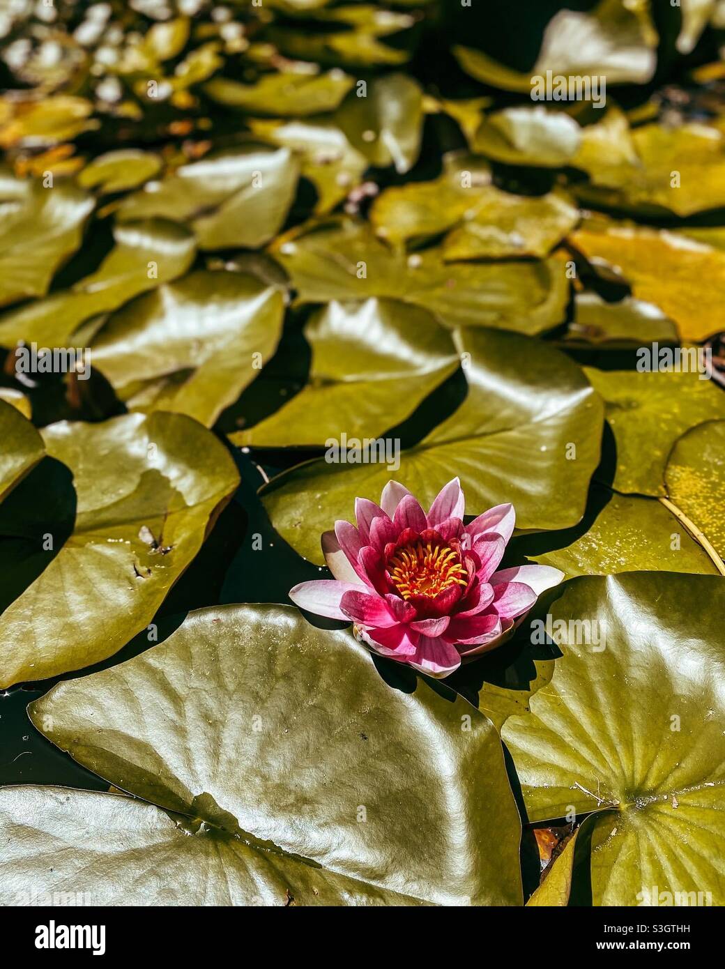 Ninfea rosa Foto Stock