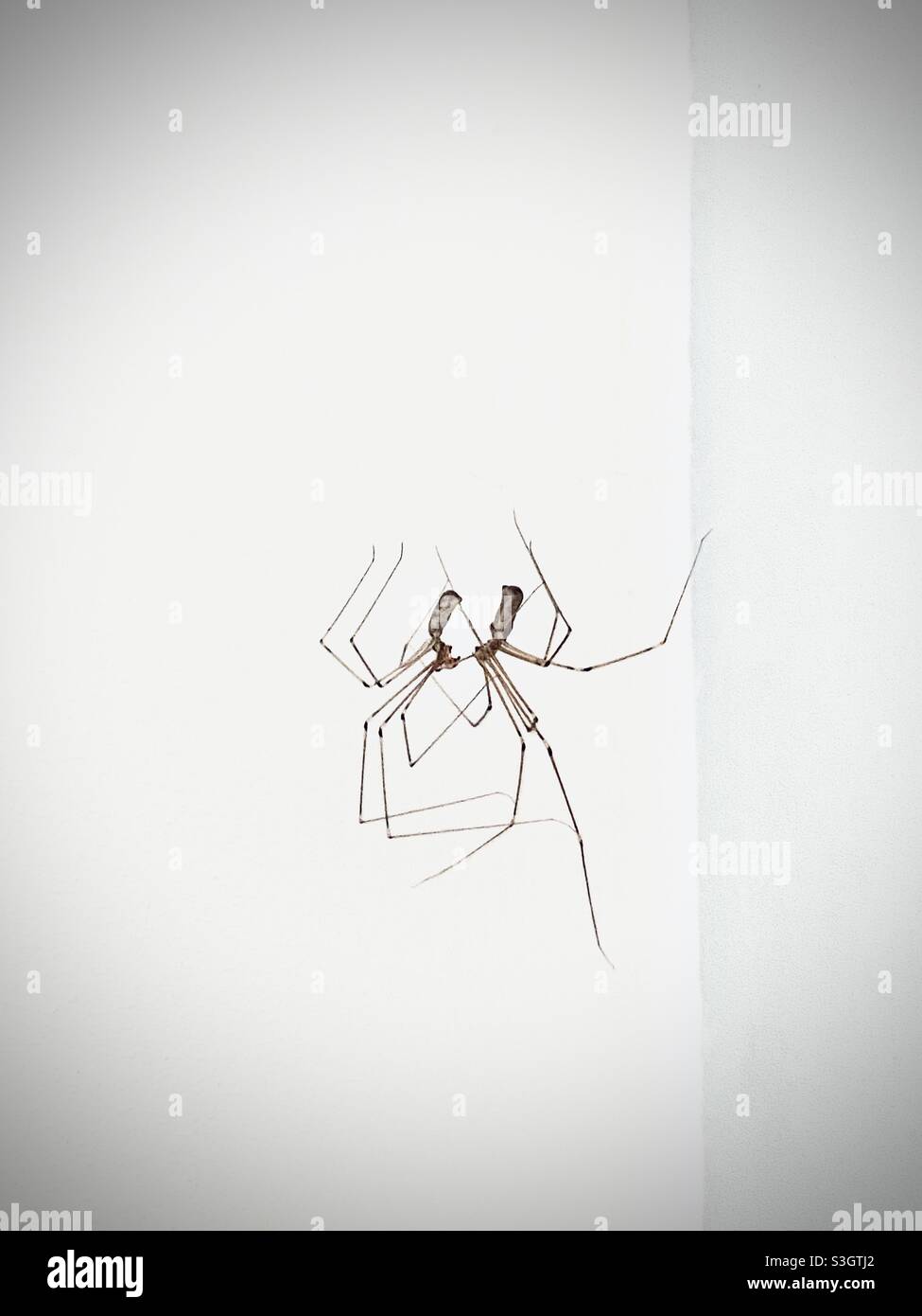 Daddy Long Legs Spider galleggianti insieme in Mid Air Foto Stock