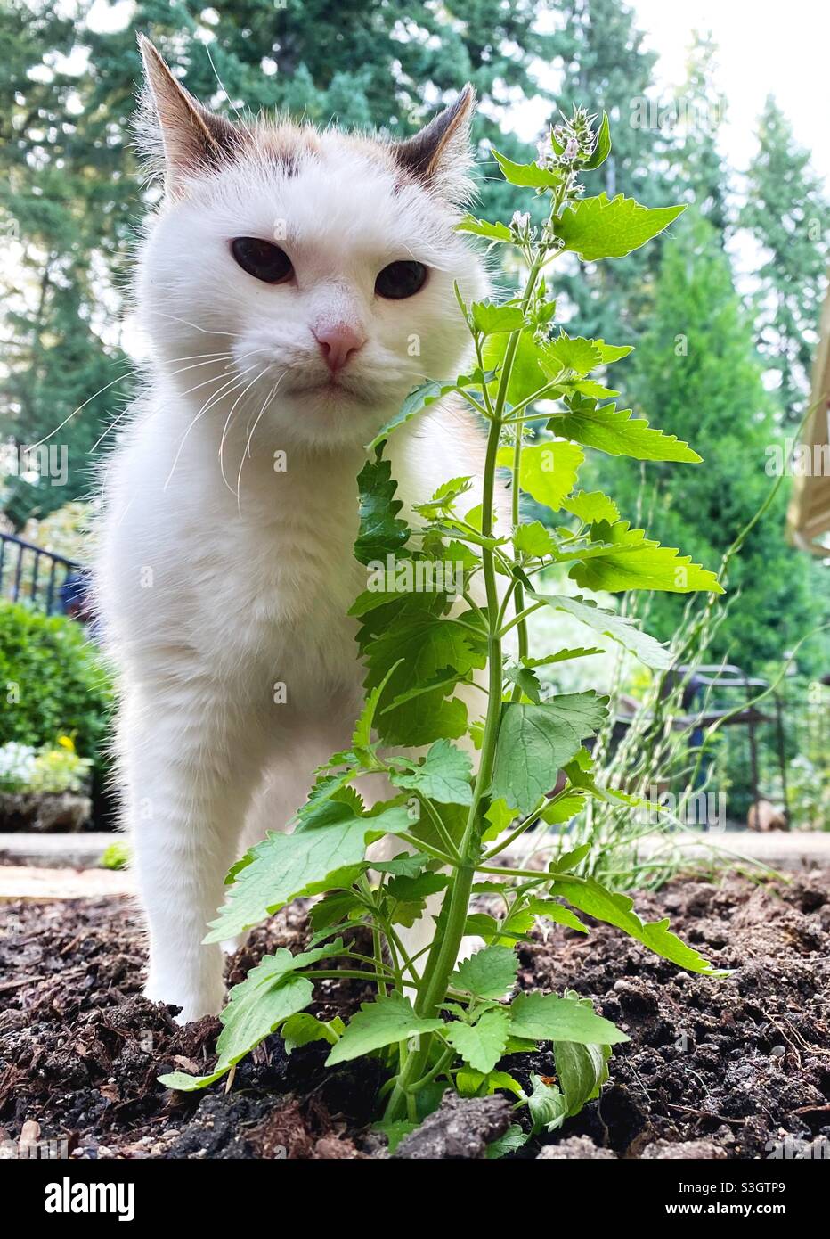 Un gatto con una pianta di catnip in un giardino. Foto Stock