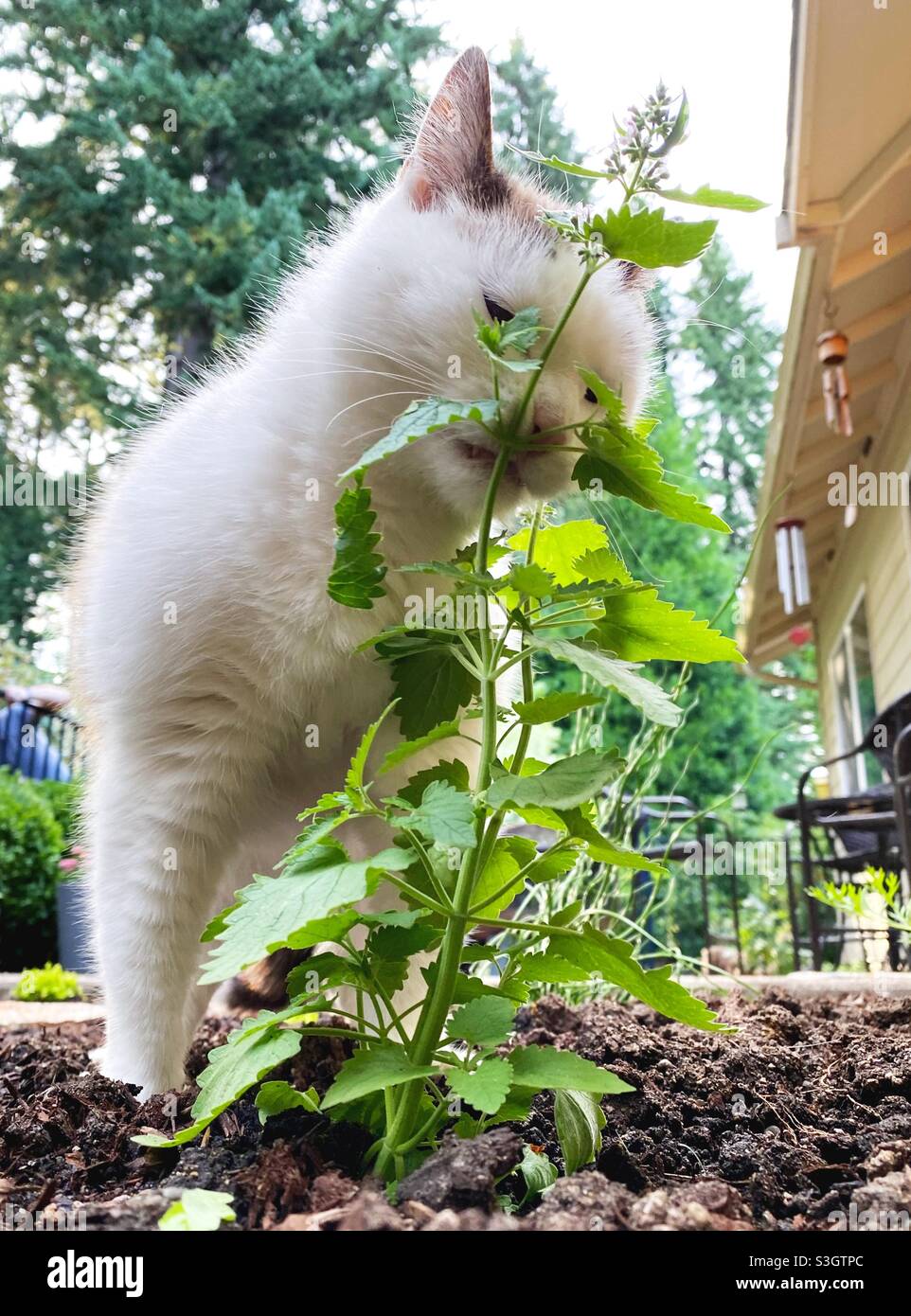 Un gatto che mordicchiava una pianta di catnip in un giardino. Foto Stock