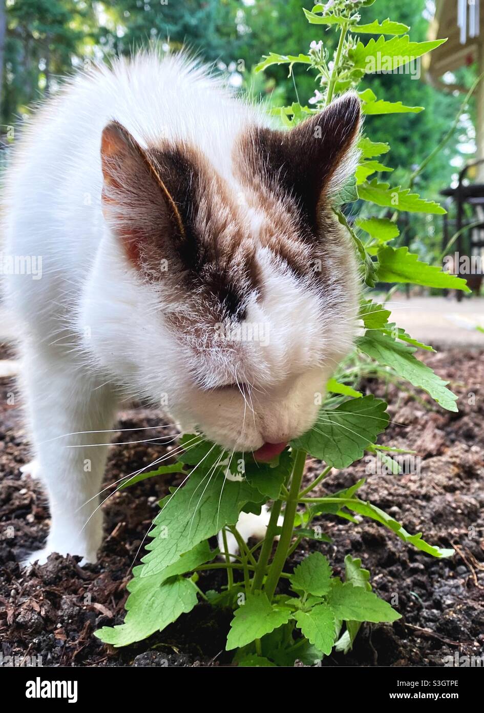 Un gatto che lecca una pianta di catnip in un giardino. Foto Stock