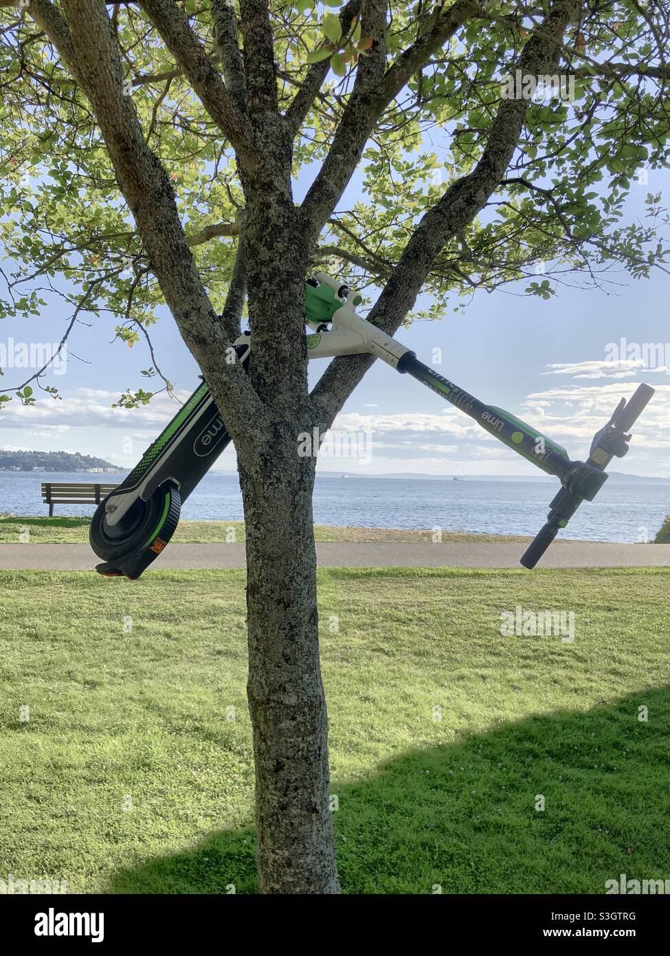 Seattle, USA, 21 luglio 2021. Uno scooter in risata di Lime in un albero nel Myrtle Edwards Park poco prima del tramonto. Foto Stock