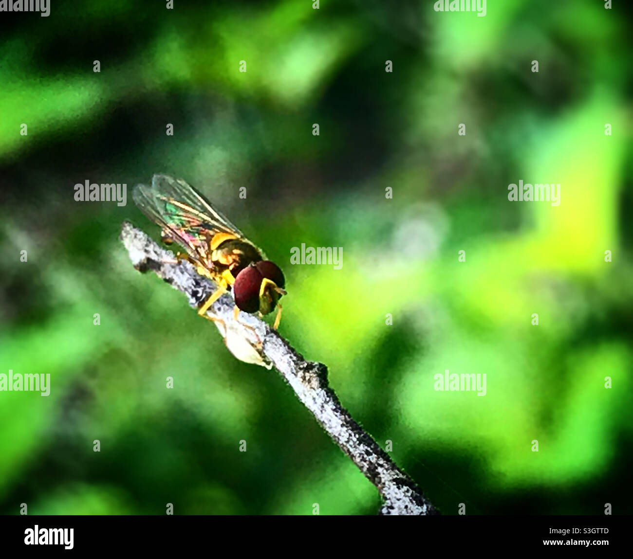 Una mosca gialla si trova su un ramo in una foresta in Messico Foto Stock