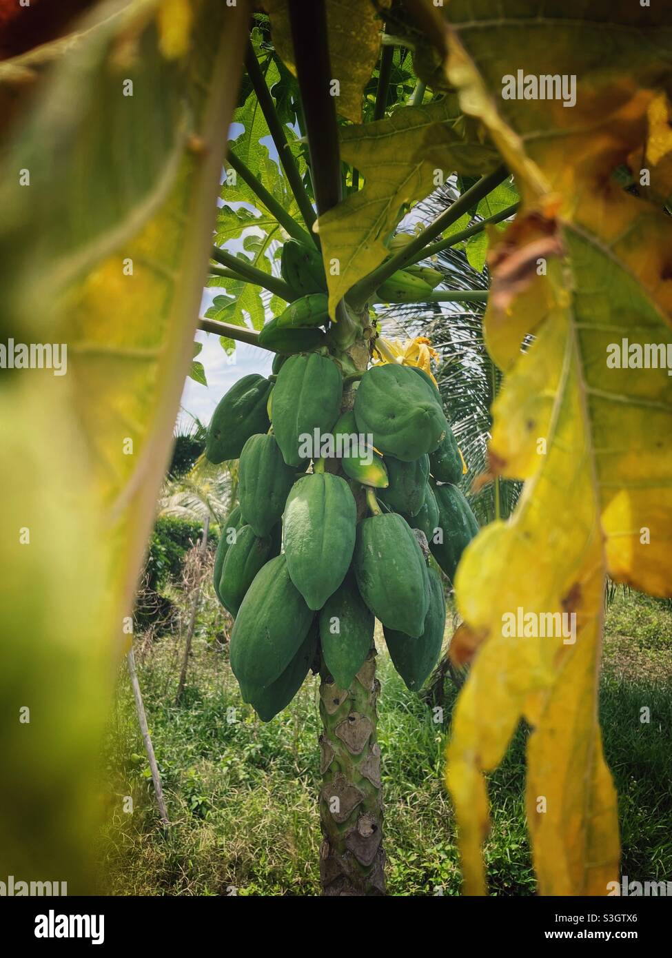 Albero di papaia Foto Stock