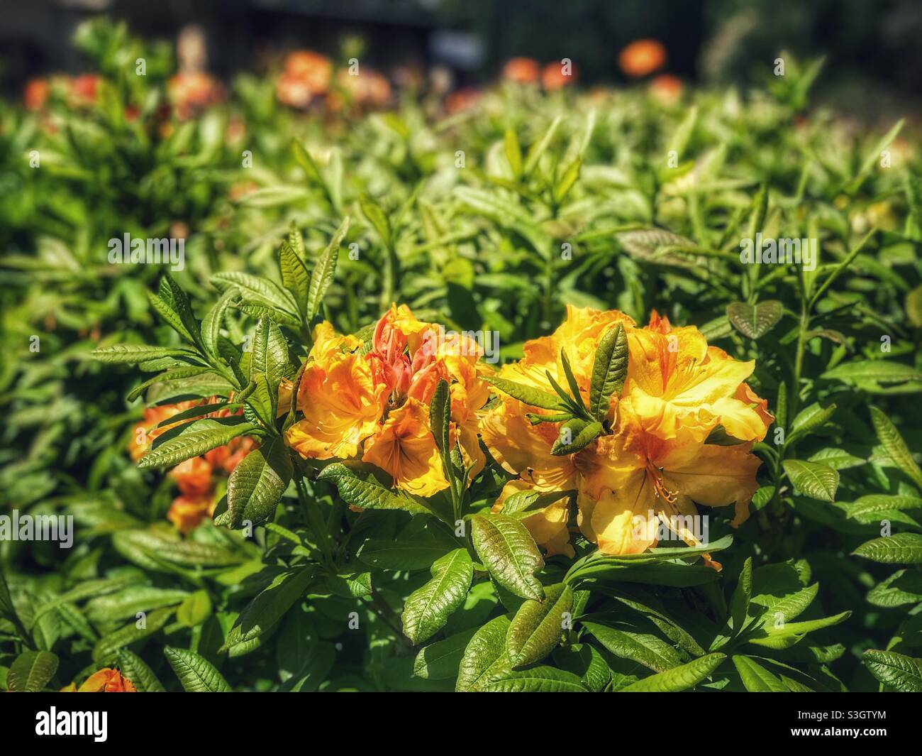 Fiori gialli nel giardino al Castello di Larnach, Dunedin, regione di Otago, Isola del Sud, Nuova Zelanda - Immagine stock catturata con smartphone