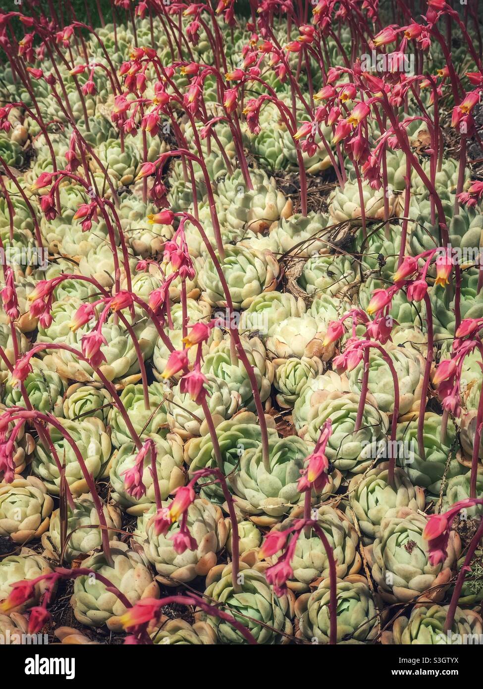 Palla di neve messicana (Echeveria elegans), un succulente fiorente nel giardino al Castello di Larnach a Dunedin, regione di Otago, Isola del Sud, Nuova Zelanda - Immagine stock catturata con smartphone