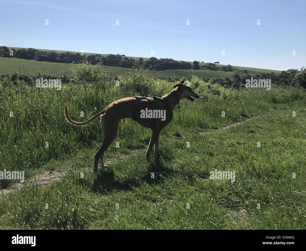 Cane Greyhound in campo verde campagna cielo blu Foto Stock