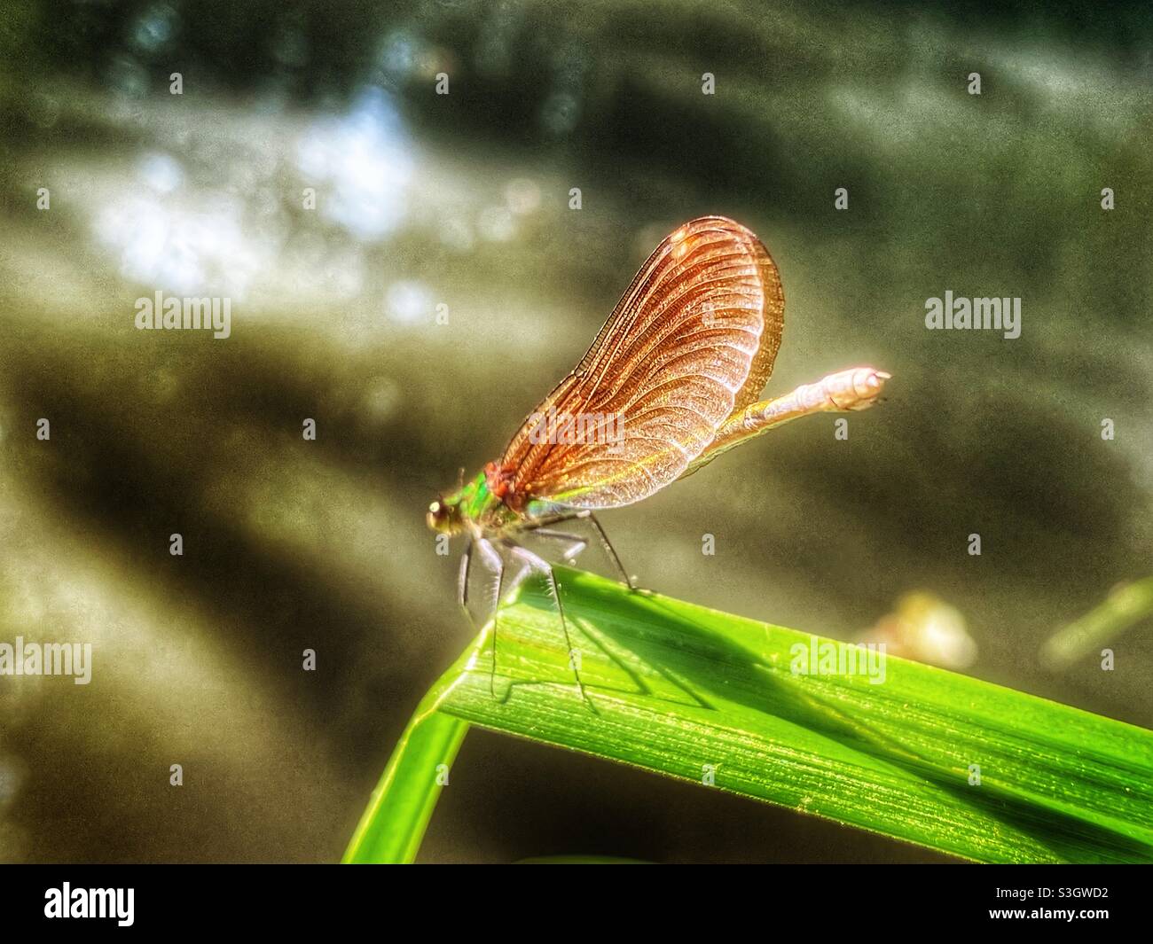 Dragonfly su un reed - Immagine stock catturata con smartphone