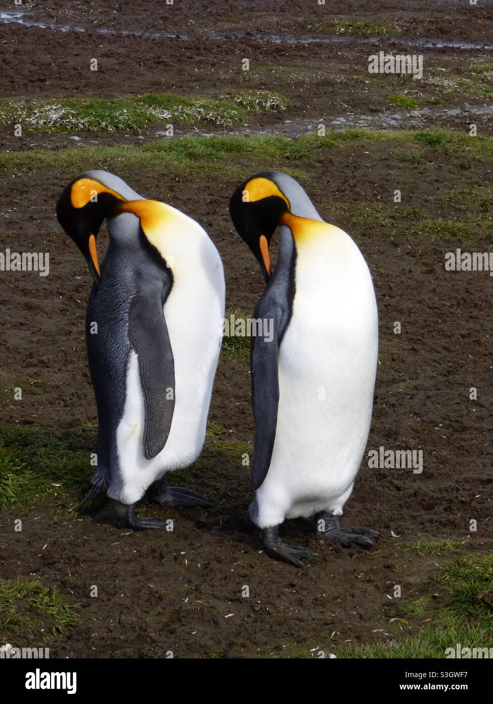 Pinguini sincronizzati Foto Stock