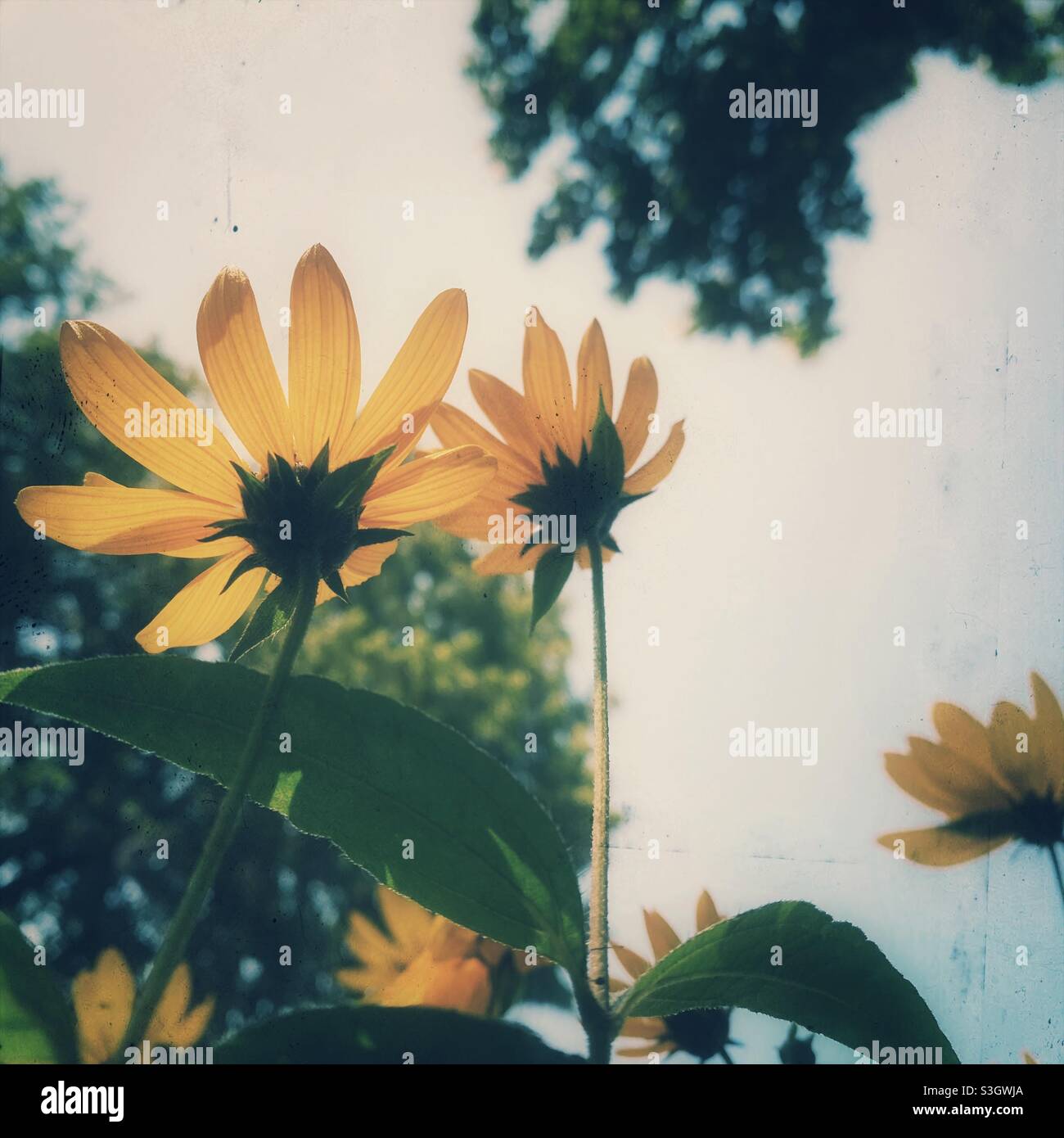 Un filtro vintage su una fotografia di due bellissimi fiori gialli delicati con sfondo verde naturale e cielo bianco con spazio copia Foto Stock