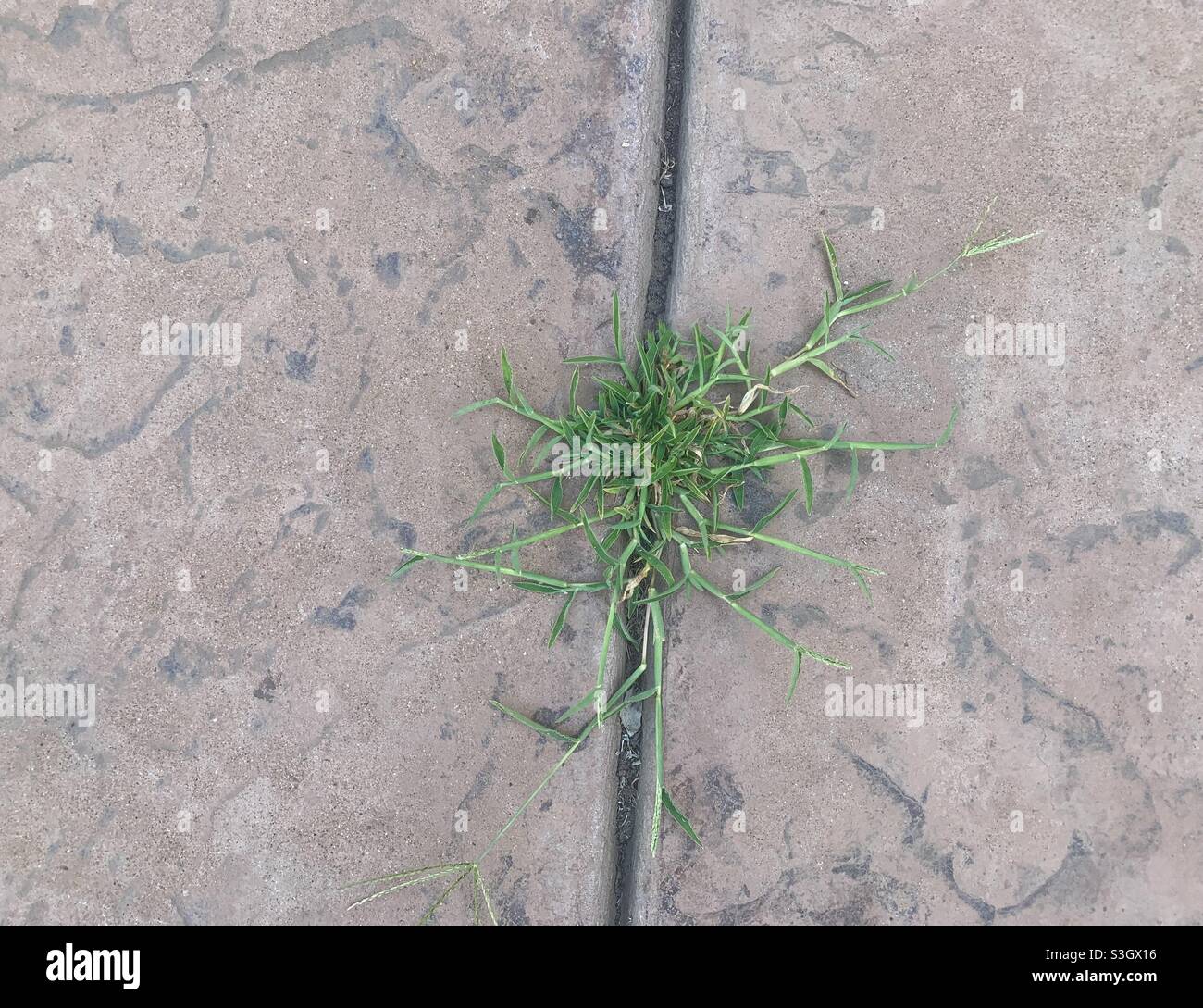 Erbacce che crescono nelle crepe nel cemento all'aperto sul marciapiede Foto Stock