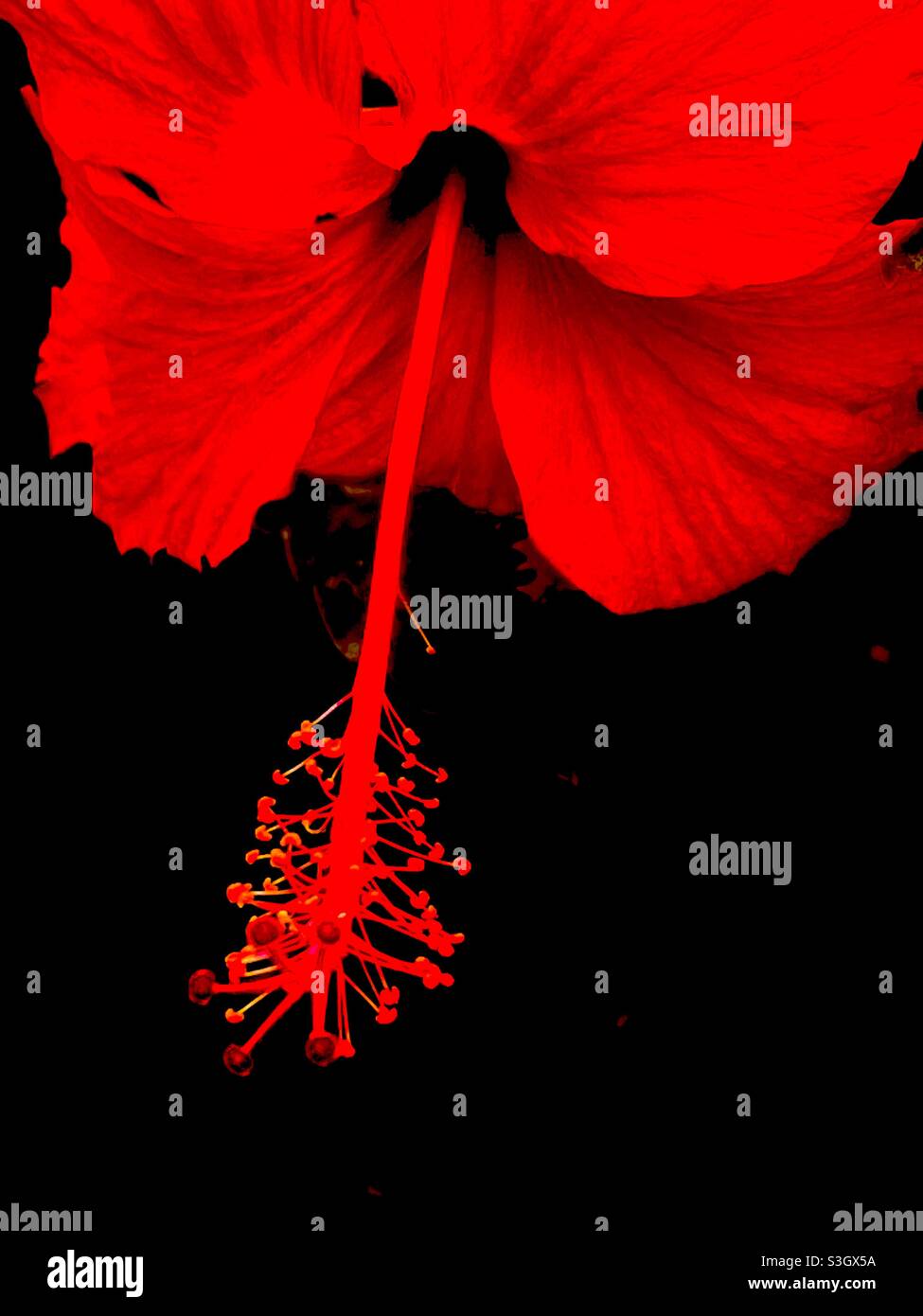 Fiori rossi di ibisco Foto Stock