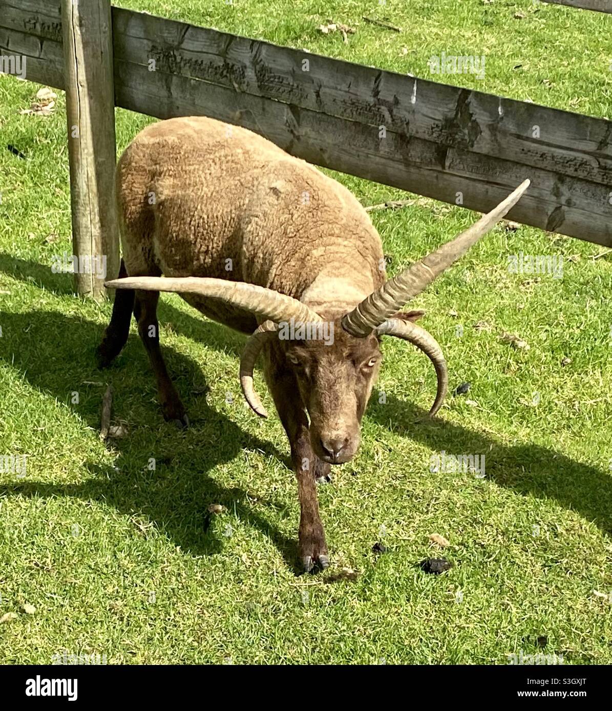 Manx loaghtan ram immagini e fotografie stock ad alta risoluzione - Alamy