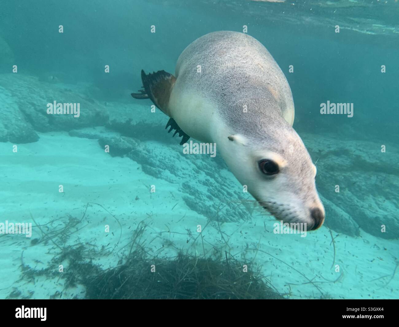 Immagine subacquea di un leone marino australiano in via di estinzione, Hopkins Island, Australia del Sud Foto Stock