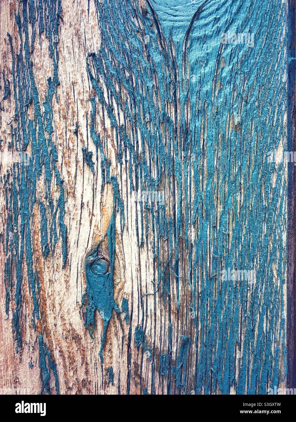 Una fotografia ravvicinata della vecchia struttura di vernice blu pelata su un cancello esterno di recinzione di legno. Foto Stock