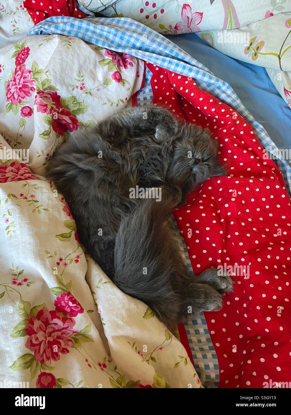 Gattino persiano blu di 6 mesi che dormiva sul dorso nel letto umano. Foto Stock