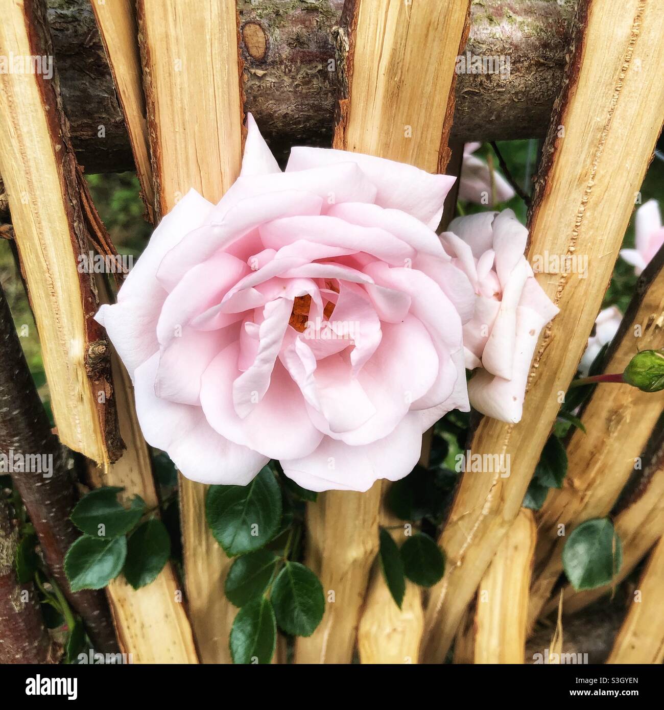 Rosa rosa che cresce attraverso i listelli di un arco di nocciolo diviso Foto Stock
