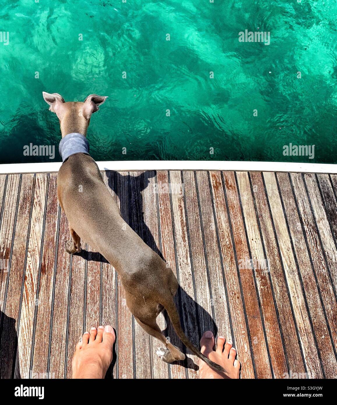 In piedi su un ponte di legno vicino al mare con un levriero italiano Foto Stock