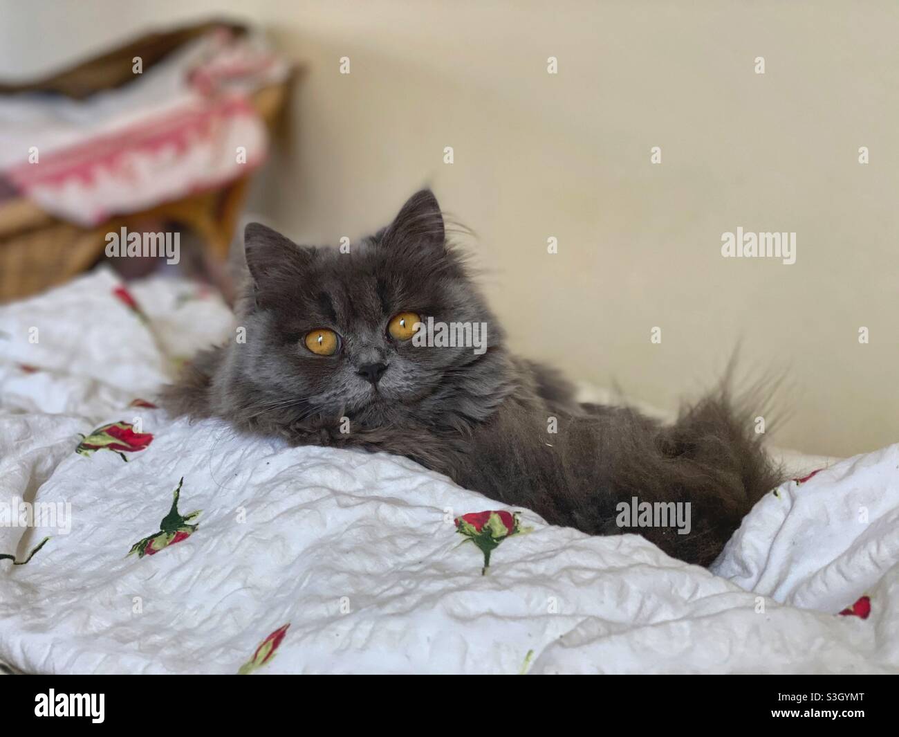 Gattino persiano blu di 6 mesi riposante su coperte. Foto Stock
