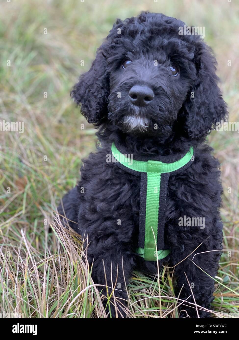 Il giovane cane con un collare verde è seduto sul Gras Foto Stock