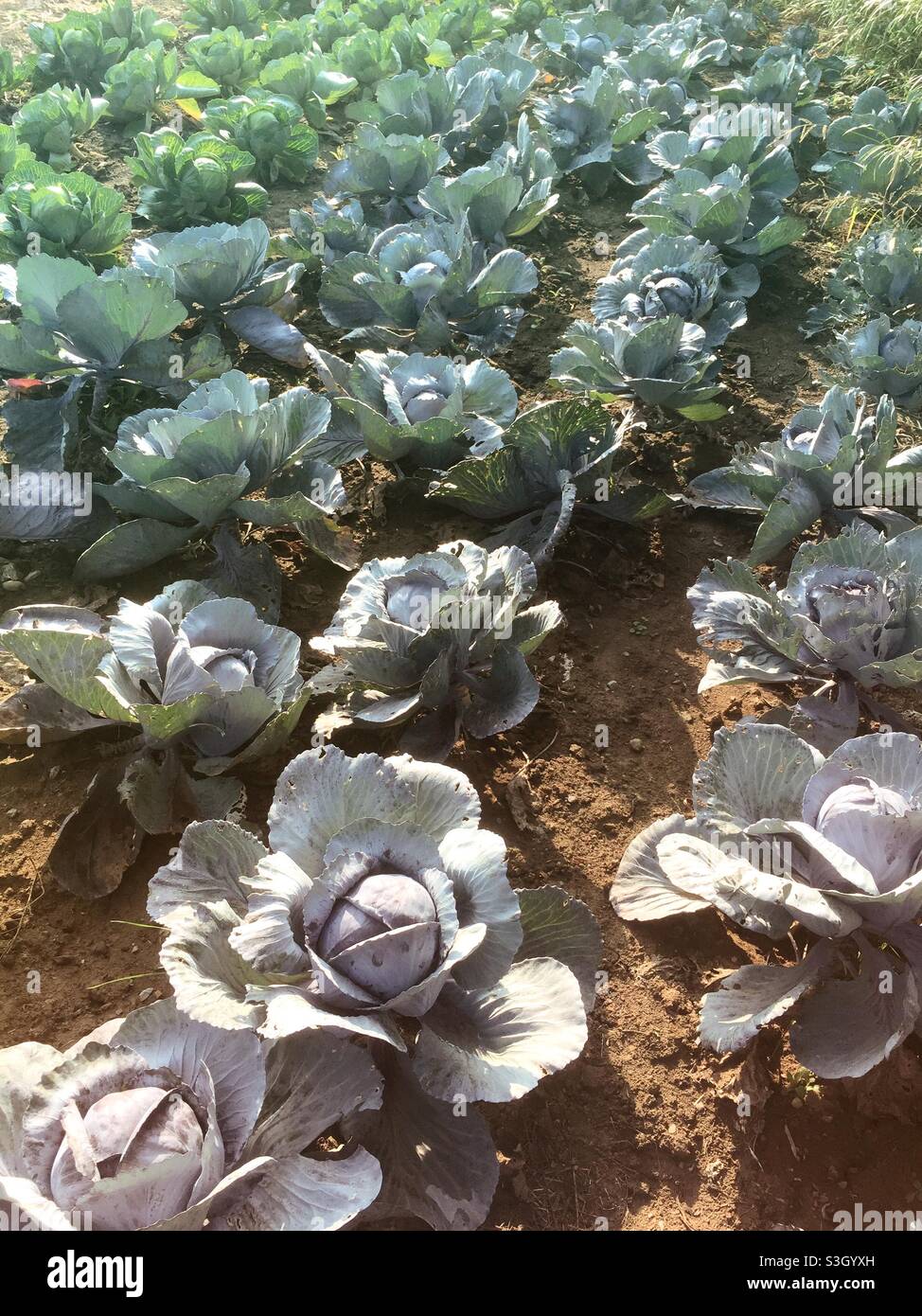 Campo vegetale con piante di cavolo rosso - Immagine stock catturata con smartphone